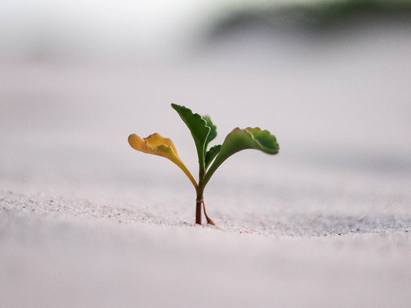 Small plant shoot